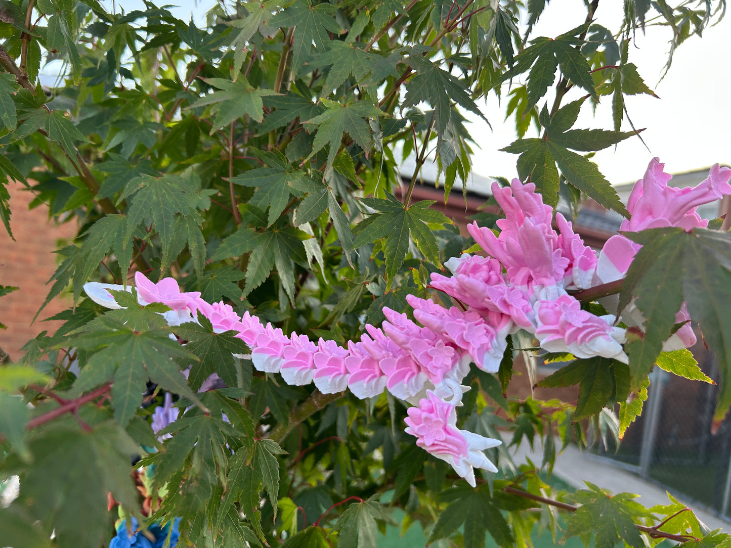 Cherry Blossom Dragons